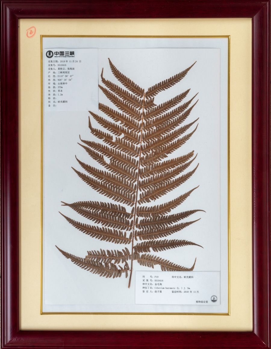 2018年金毛狗标本