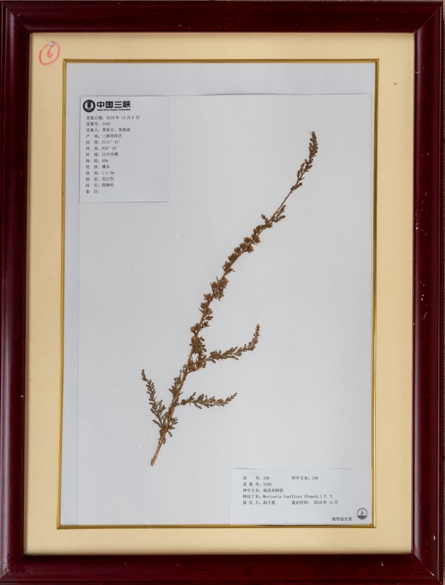 2018年疏花水柏枝标本