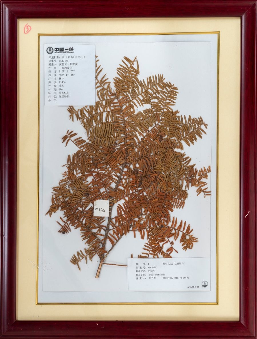 2018年红豆杉标本